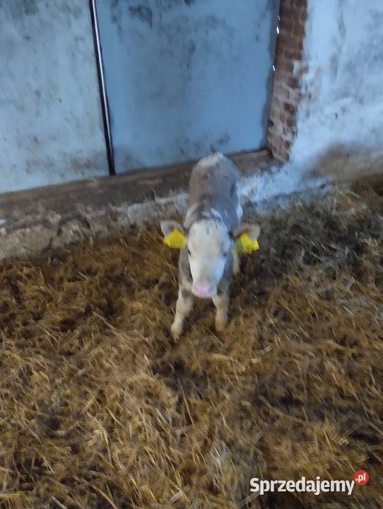 Sprzedam cielaki
