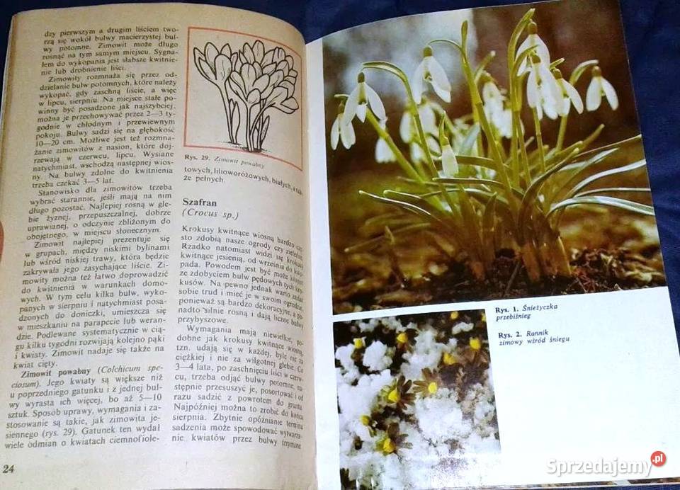 Mało znane ozdobne rośliny cebulowe i bulwiaste Rok wydania 1985 Chełm sprzedam