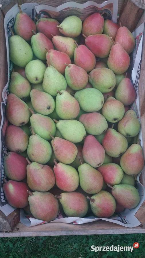 ANTONÓWKA tanio Jabłka prosto z sadu Grójec