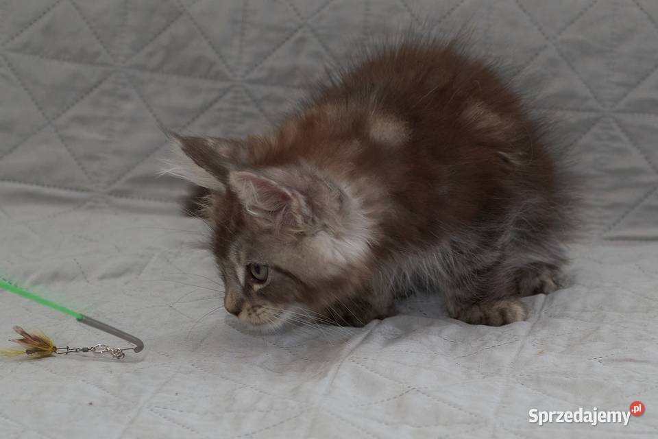 Maine Coon czarny srebrzysty kocurek Igo mazowieckie Słupno