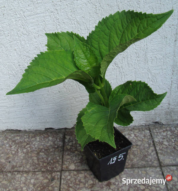 HORTENSJA OGRODOWA BLAUMEISE sadzonki w kujawsko-pomorskie Ustronie