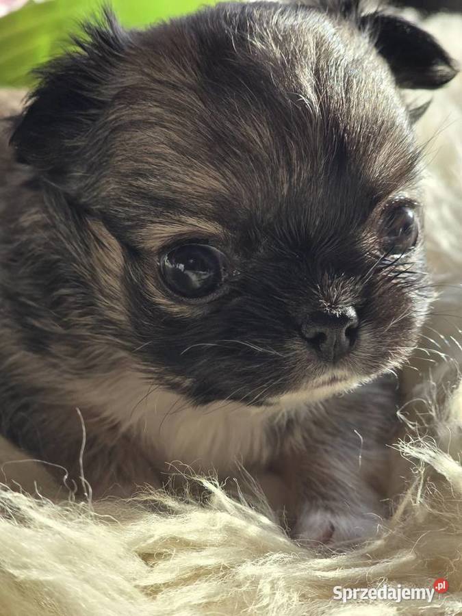 Chihuahua Sobolowy Mini Xxs Bielsko-Biała