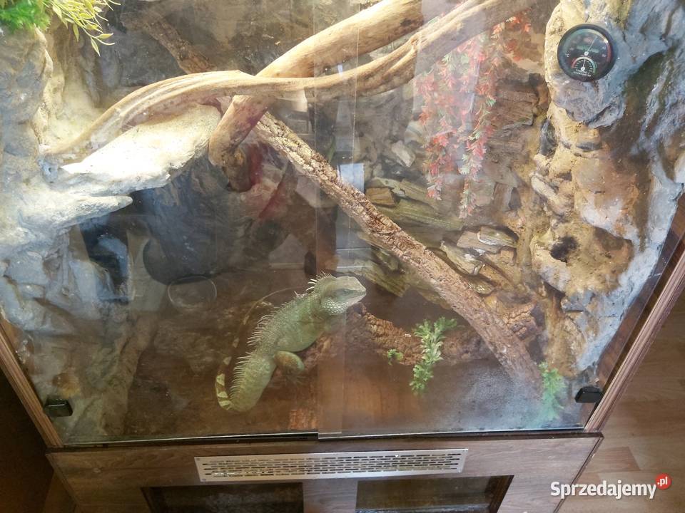 Agama błotna z terrarium bez Bielsko-Biała sprzedam