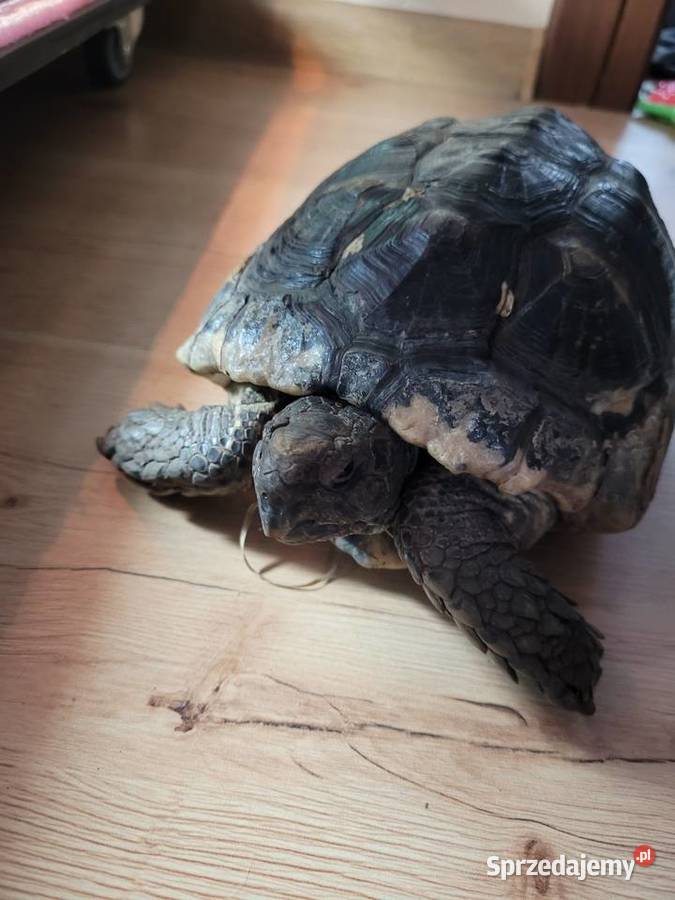 Żółw Obrzeżony Objezierze sprzedam