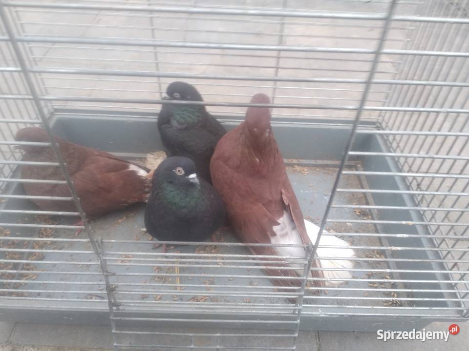 Gołębie orliki lubelskie Tokarówka