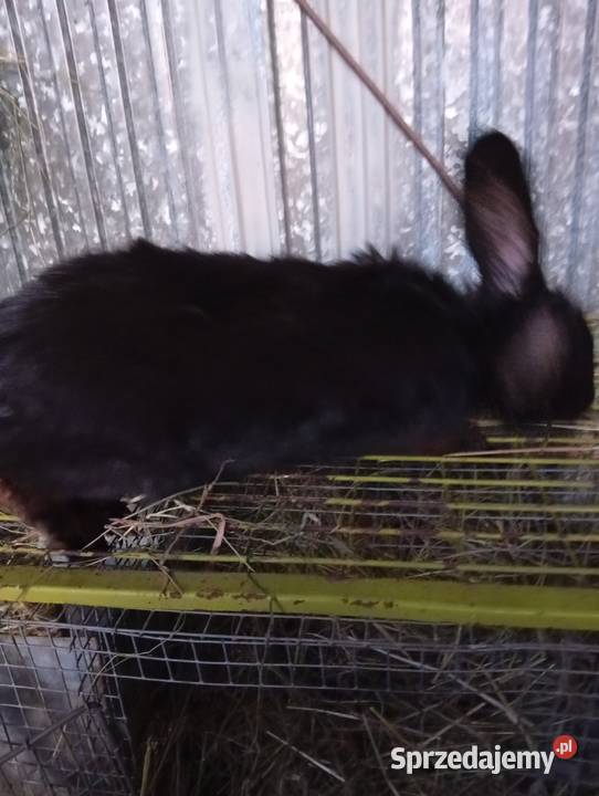 Sprzedam króliki Niemstów sprzedam