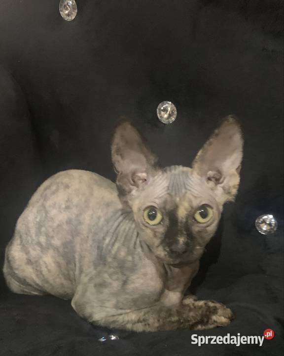 Sfinks Kanadyjski Diablica do odbioru tygryska Leszno sprzedam