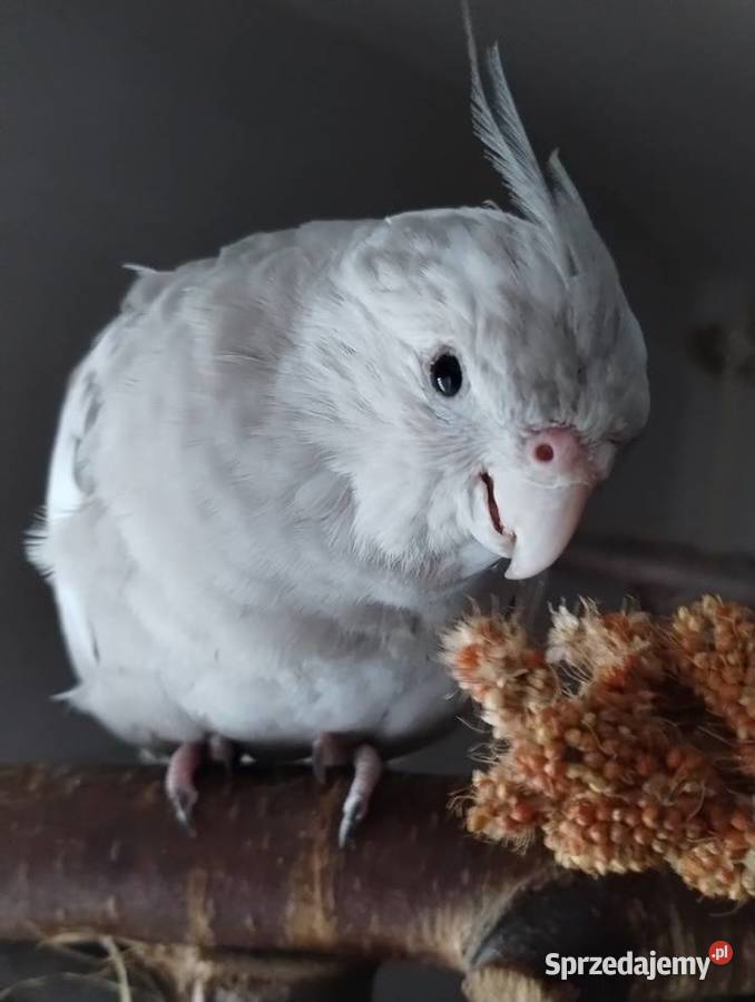 Nimfa oswojona samica Cieszyn