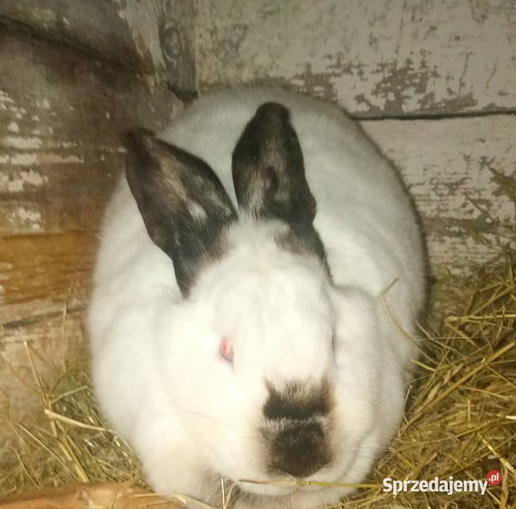 Króliki duży w wadze ok 3 samica Radzyń Podlaski