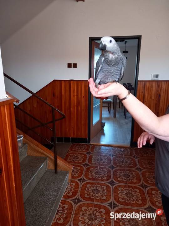 Zako ręcznie karmione opolskie Kędzierzyn-Koźle