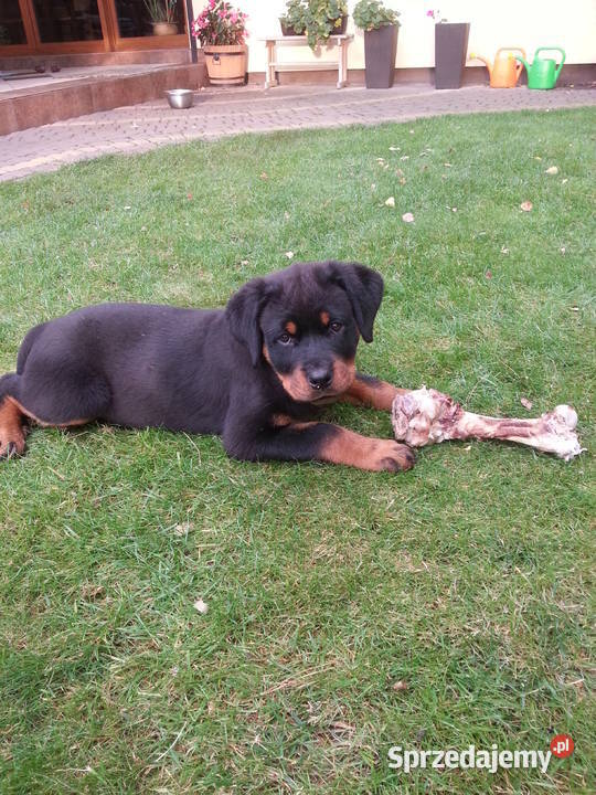 Sprzedam Rottweilera suczkę 3miesięczną