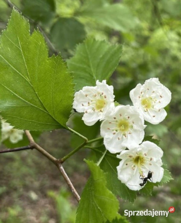 GŁÓG SZKARŁATNY Crataegus coccinea NASIONA 250 Lubanie