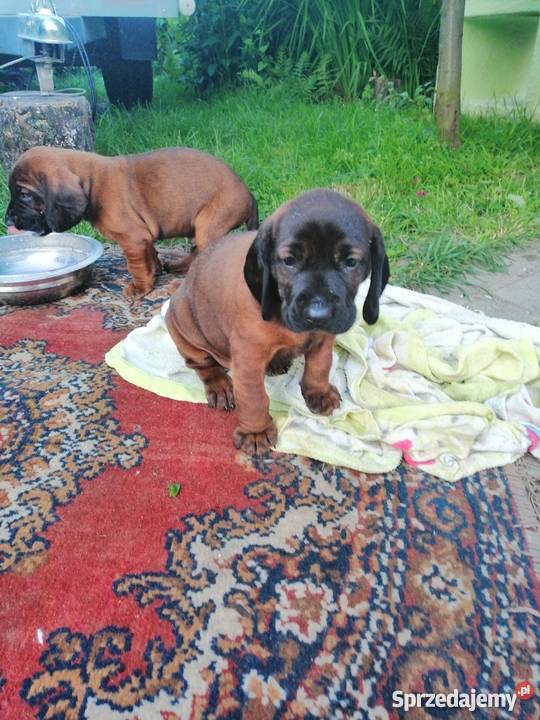 Posokowiec bawarski szczenięta Ustronie Morskie