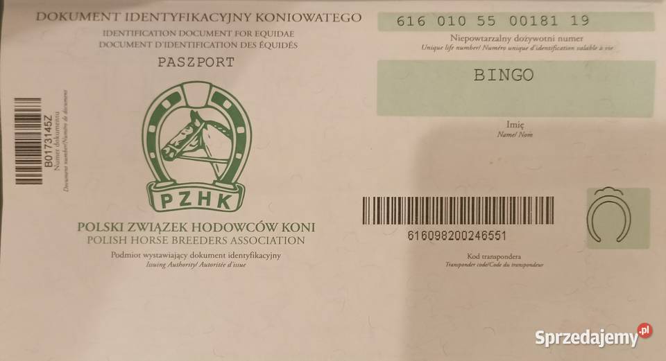 Sprzedam Ogiera zimnokrwistego Ujrzanów