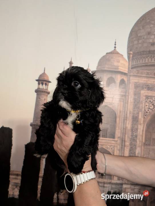 Szczenięta shih tzu z genem blue śląskie