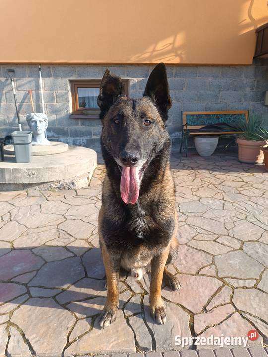 REPRODUKTOR Owczarek Belgijski Malinois Dla zwierząt Goleniowy