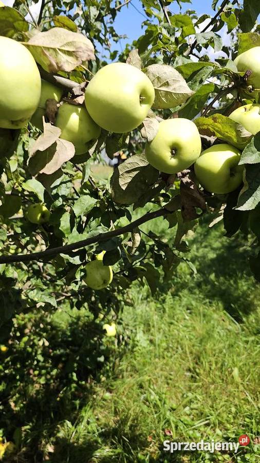 Jabłko antonówka Kraczkowa