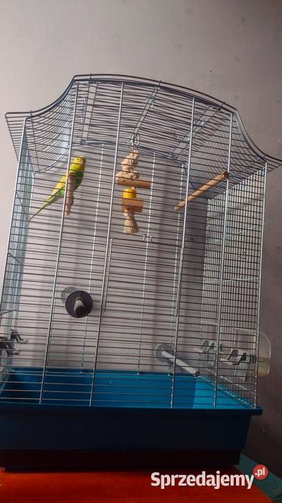 Papużka falista oswojona młoda kujawsko-pomorskie