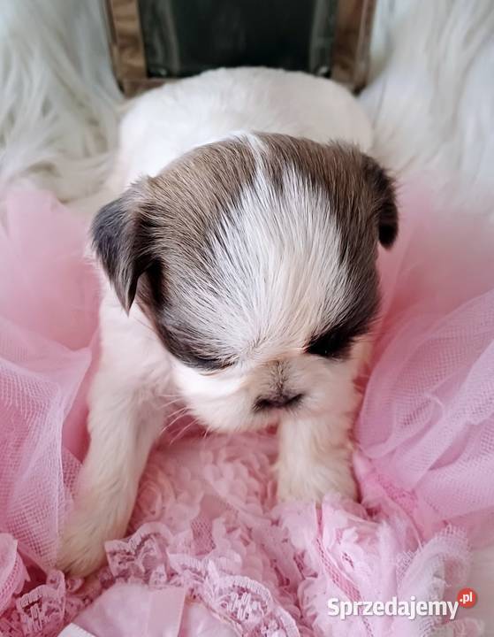 Shihtzu dziewczynka wielkopolskie