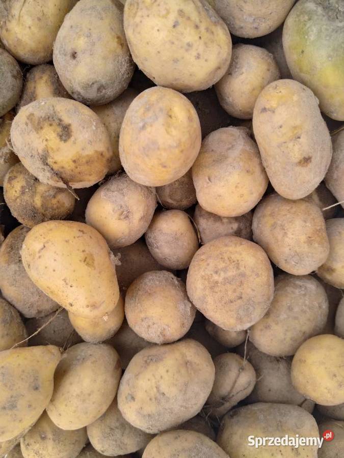 Ziemniaki drobne Chojnik