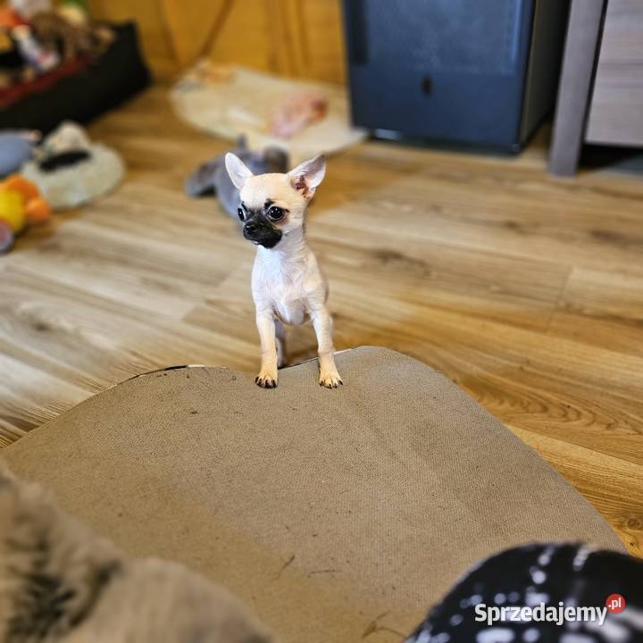 Chihuahua maleńka XXXXS Dziewczynka Idealnej Kołobrzeg