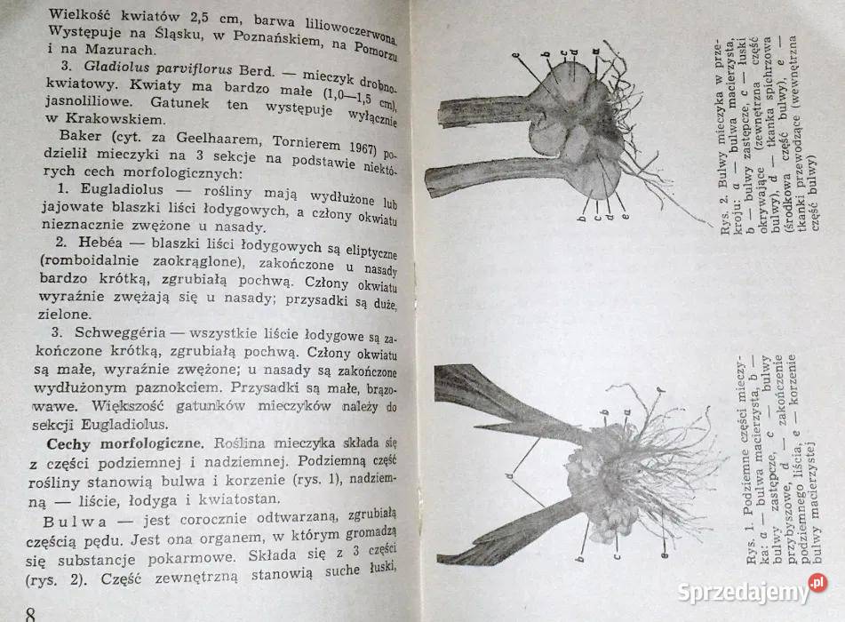 Mieczyki Barbara Grabowska Chełm