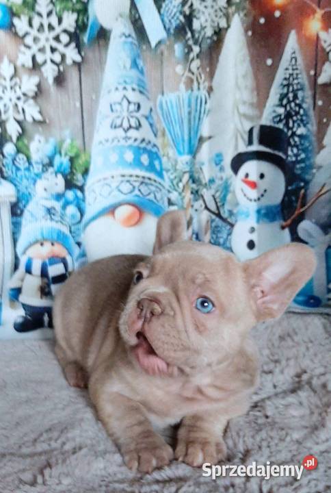 Buldog francuski chlopak isabela Pabianice sprzedam