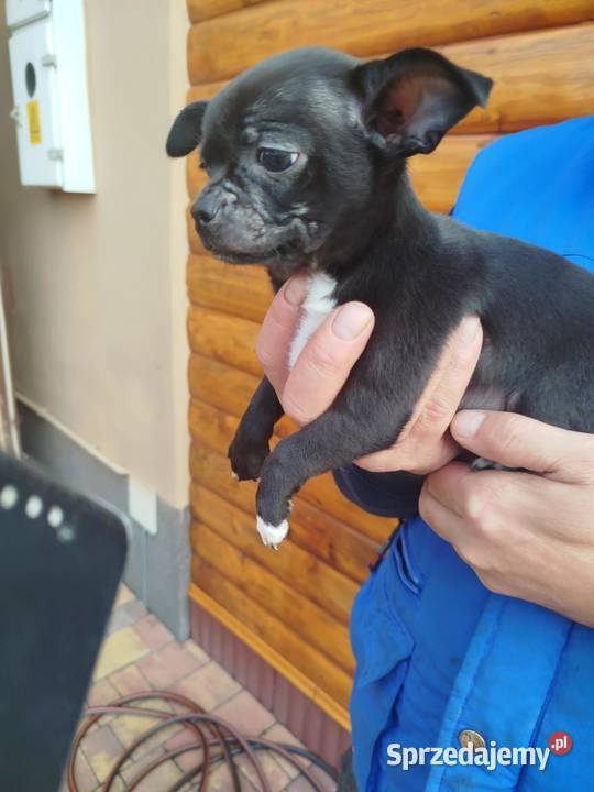 Piesek chihuahua Warszawy Chihuahua Płońsk