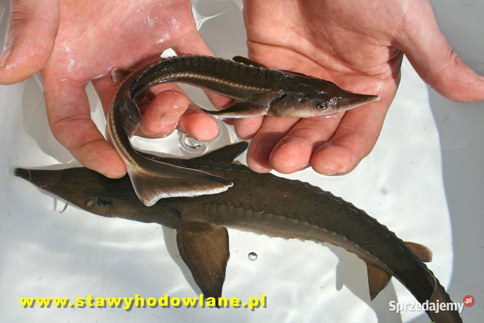 Jesiotr Syber. sterlet 20 cm ryby do oczek wodnych i stawów
