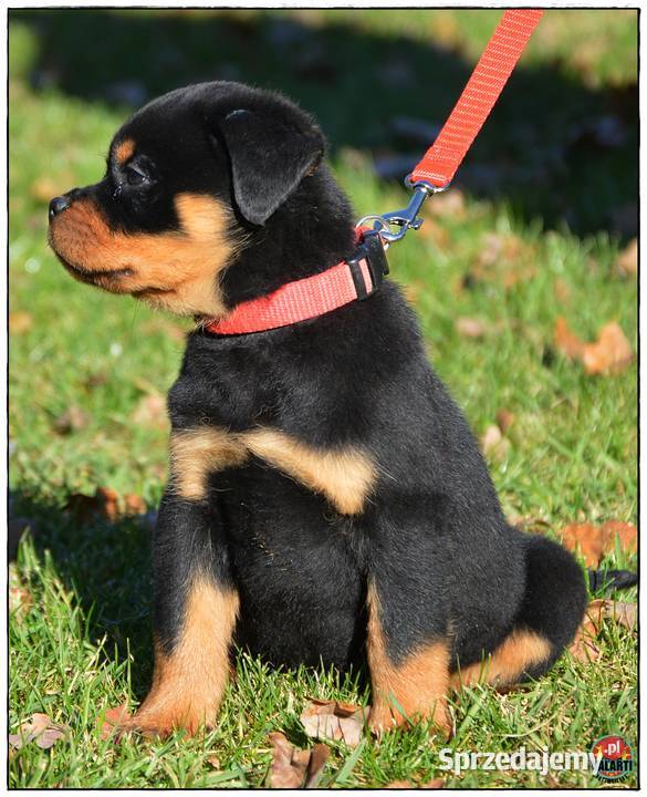 Rottweiler samiec Smyków