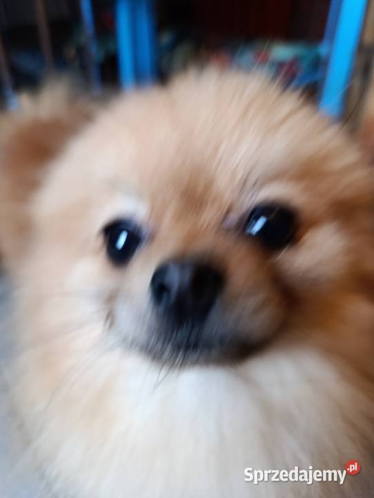 Szpice miniaturowe Pomeranian z metryczkami z lubelskie Kraśnik