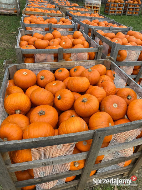 Dynia jadalna spitfireracer haloween Stalowa Wola