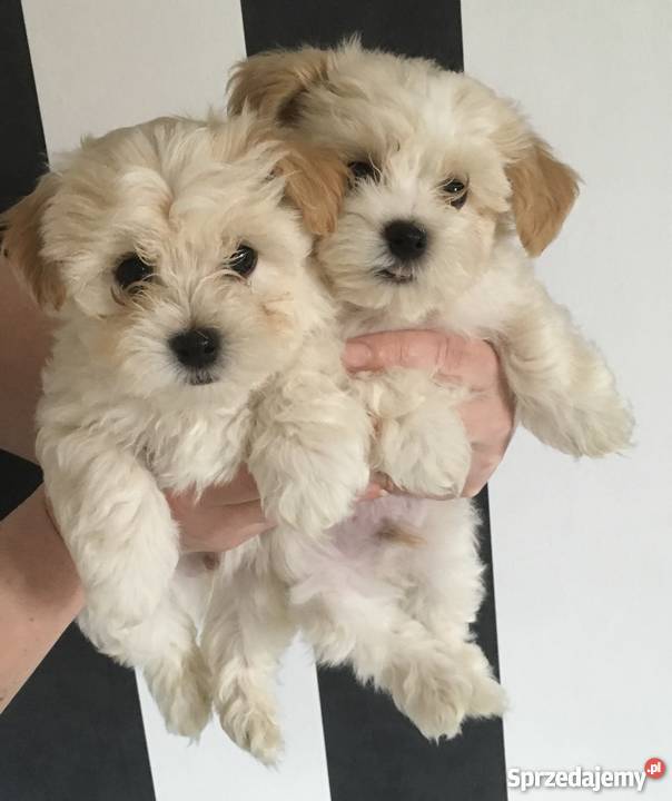 Hawańczyk Maltańczyk wielkopolskie Tarnowo Podgórne sprzedam