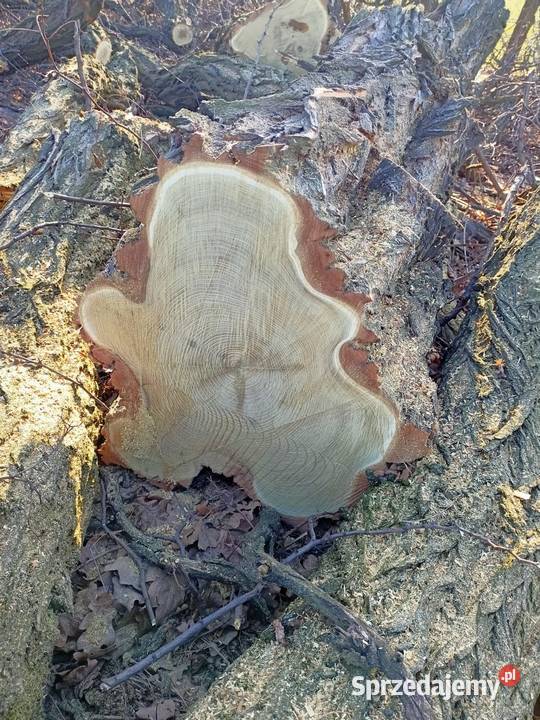 Drewno akacja sprzedam