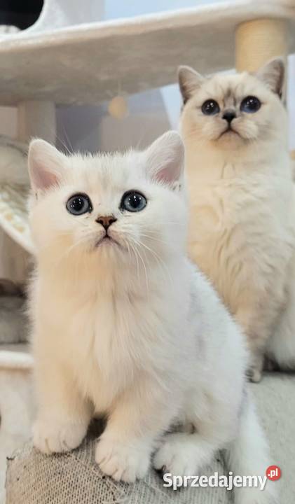 Brytyjskie srebrne srebrne pointy lubuskie Zielona Góra