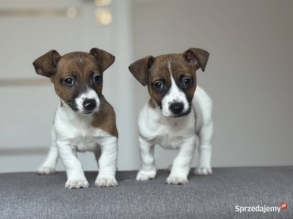 Jack Russell Terrier piesek Jack Russell Terrier Częstochowa