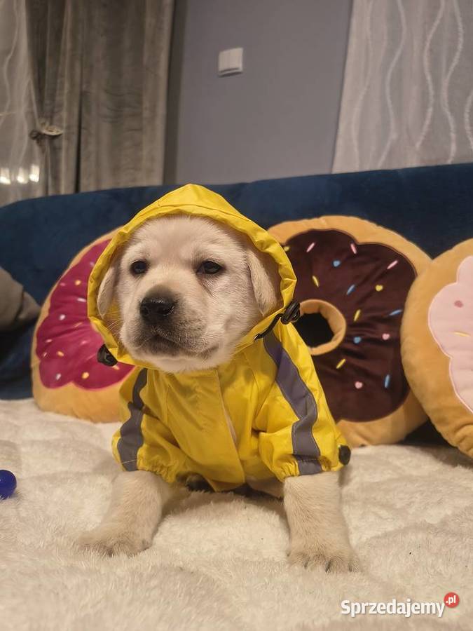 Labrador retriever szczenię wspaniałej budowy Labrador Warszawa
