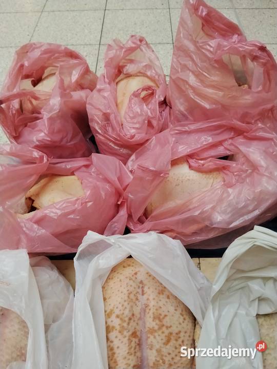 Tuszki kaczki kurki lubelskie Puławy