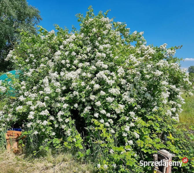 RÓŻA WIELOKWIATOWA Rosa multiflora NASIONA 2000 Lubanie
