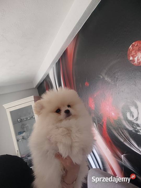Piesek i suczka pomeraniany typ misia Bolesławiec