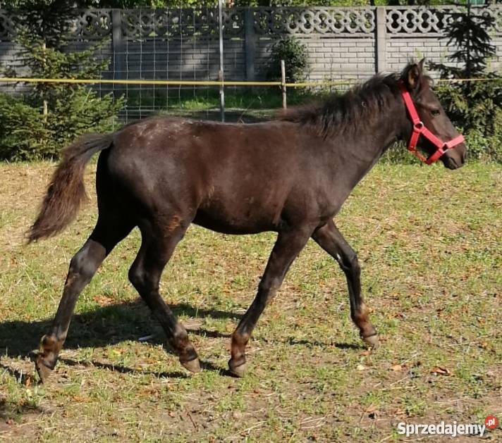 Sprzedam konia huculskiego ogierek wnuk Jaśmina wielkopolskie Słupca sprzedam