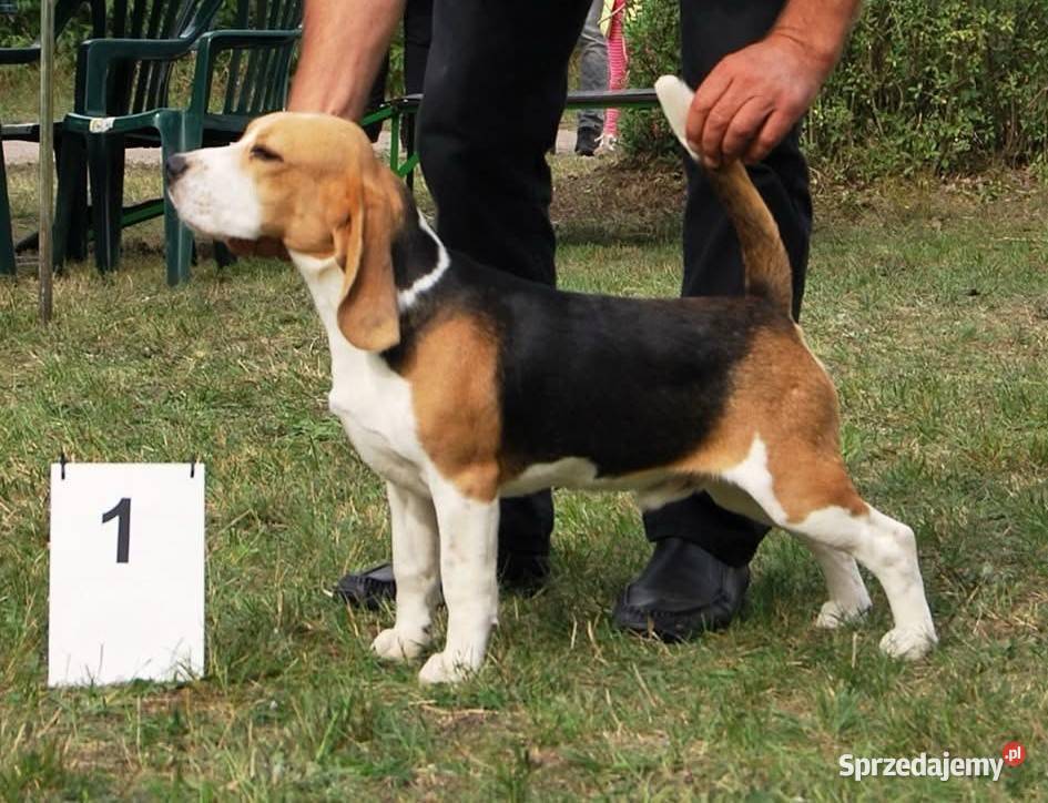Beagle szczenięta championie Mińsk Mazowiecki sprzedam