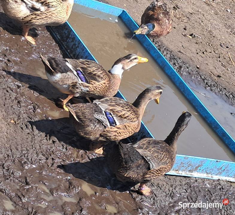 Sprzedam kaczki Miedziana