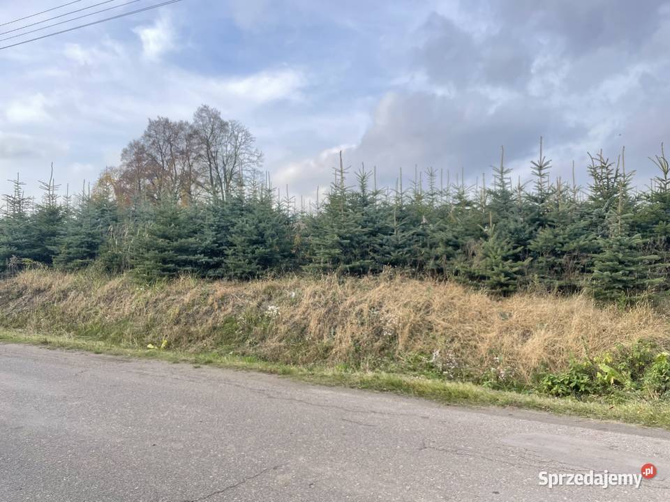 Choinki świerk srebrny Chojnata