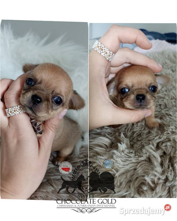 Chihuahua mikro sunia beżowa krótkowłosa pełny Chihuahua Bełchatów