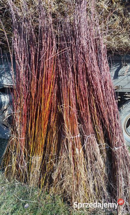 Wiklina zielona świeżo skoszona podkarpackie Pilzno