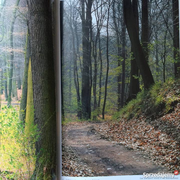 1086 Kraina Puszcz i Bagien