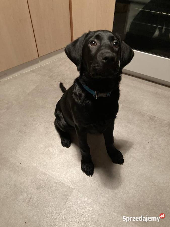 LABRADOR 4 MIESIĘCZNY CHŁOPCZYK Lubin