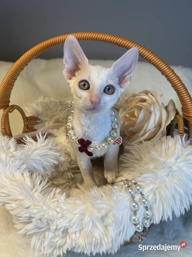 Cornish rex kotka dziewczynka cudowna do Poznań