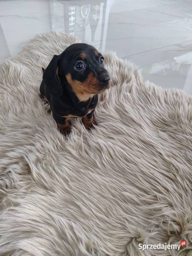 Jamnik miniatura Cieszyn